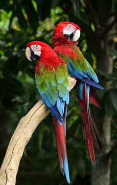Green wing Macaw