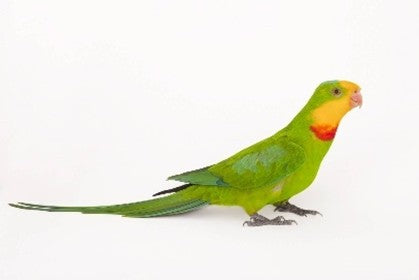 Bara Band Parrot