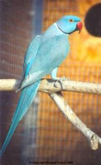 Blue ring Neck