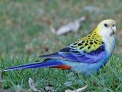 Melay head rosella male