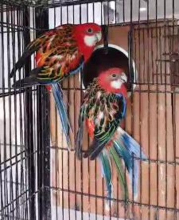 Red Rosella