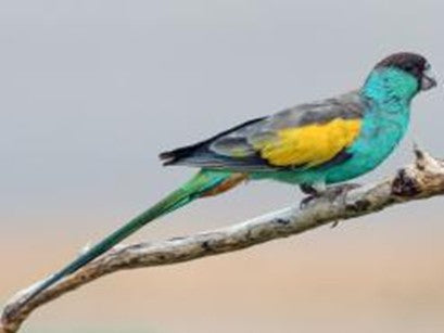 Hooded Male