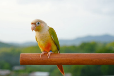 Pineapple conure