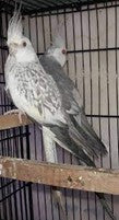 Fellow cockatiel
