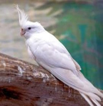Albino Cocktail