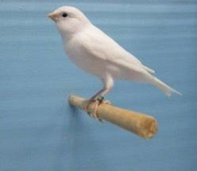 Canary