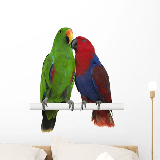 Grand Eclectus