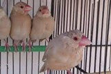 Fawn java chicks