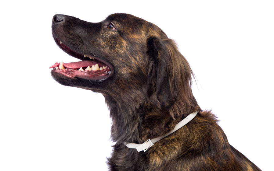 HARTZ REFLECTING FLEA TICK DOG COLLAR 26" (48X1)