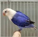 Violet Opline Love Bird