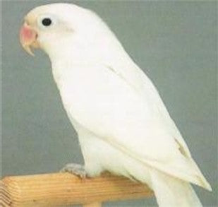 Black Eye Love Bird