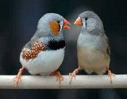 Exibition Finch