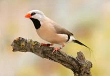 HEX Long tail Finch