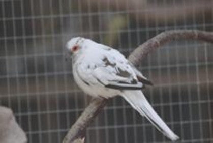 Diamond pied dove youngs