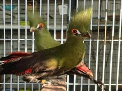 Turaco