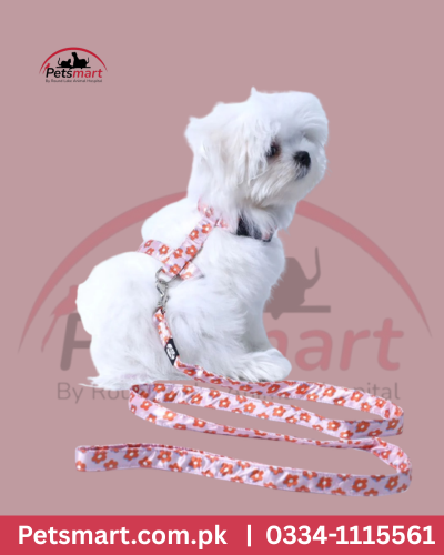 Cat collar with Leash