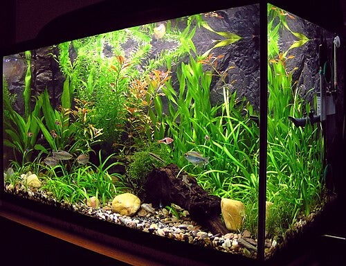 Fish Aquarium