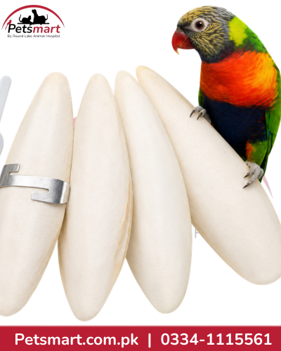 Natural white cuttlebone for pet birds for calcium supplementation and beak activity