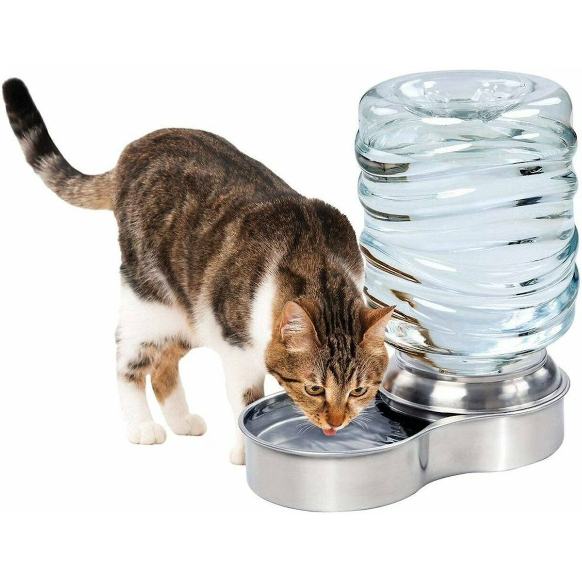 Water drinker dispenser
