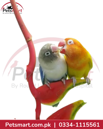 Love Bird Chick