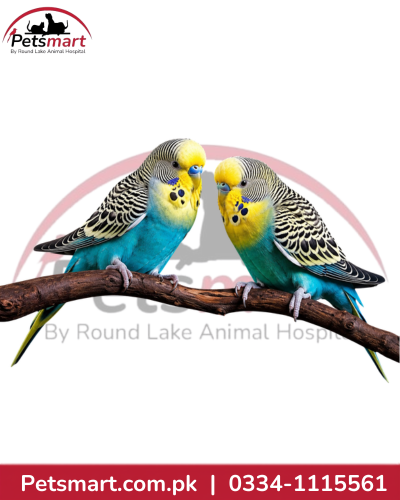 Australian Budgie pair