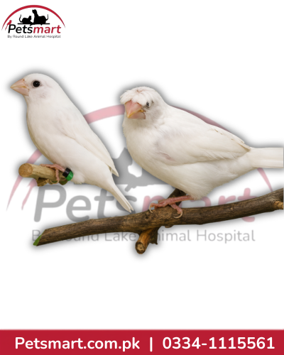 Bird White Bengalise