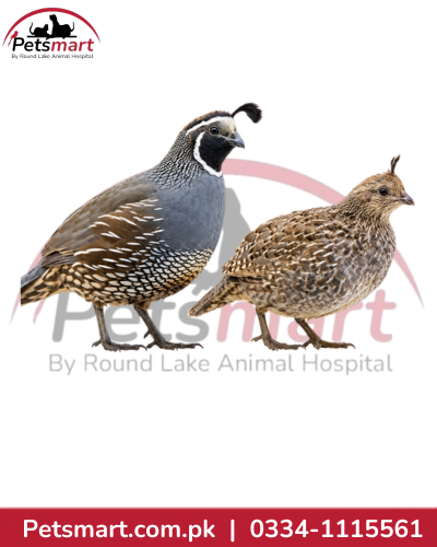 Live Californian Quail Chicks - 3 Month