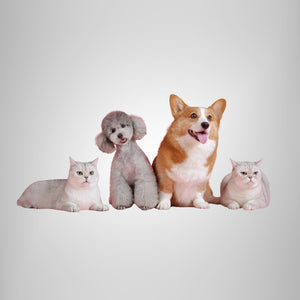 Dogs