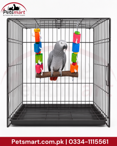 Bird Blocks natural wooden swing 30 by 31cm with colourful blocks rope and hanging chains,african grey parrot on it, inside cage
