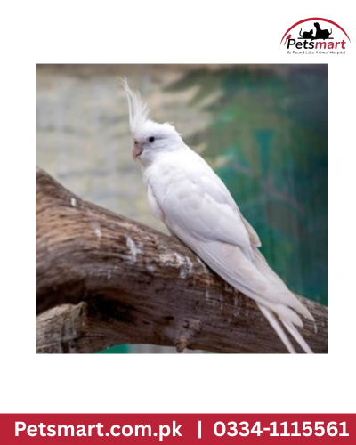 Bird cocktail white