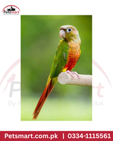 Live Pineapple Conure Chick – Green-Cheeked Conure