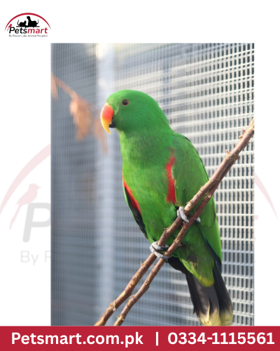 Bird eclectus male