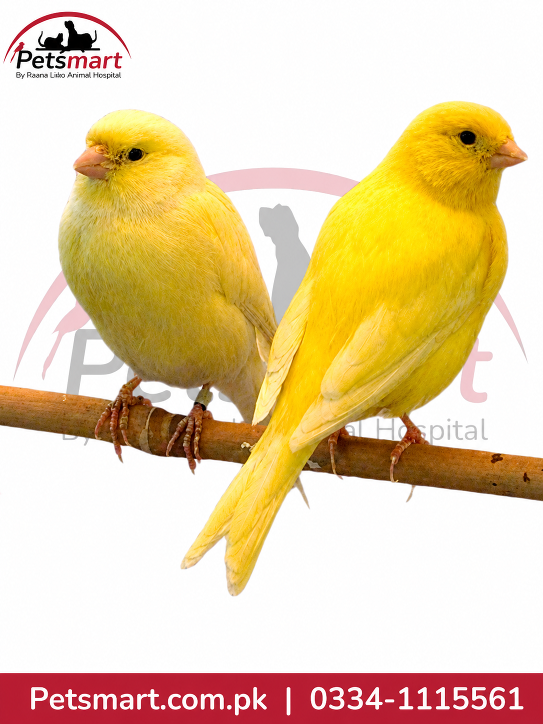 Live Canary bird pair with two pet canaries