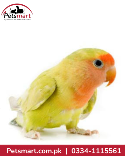 One colorful live love bird standing on a white background