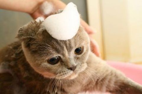 Bioline Cat Shampoo mild care 250ML