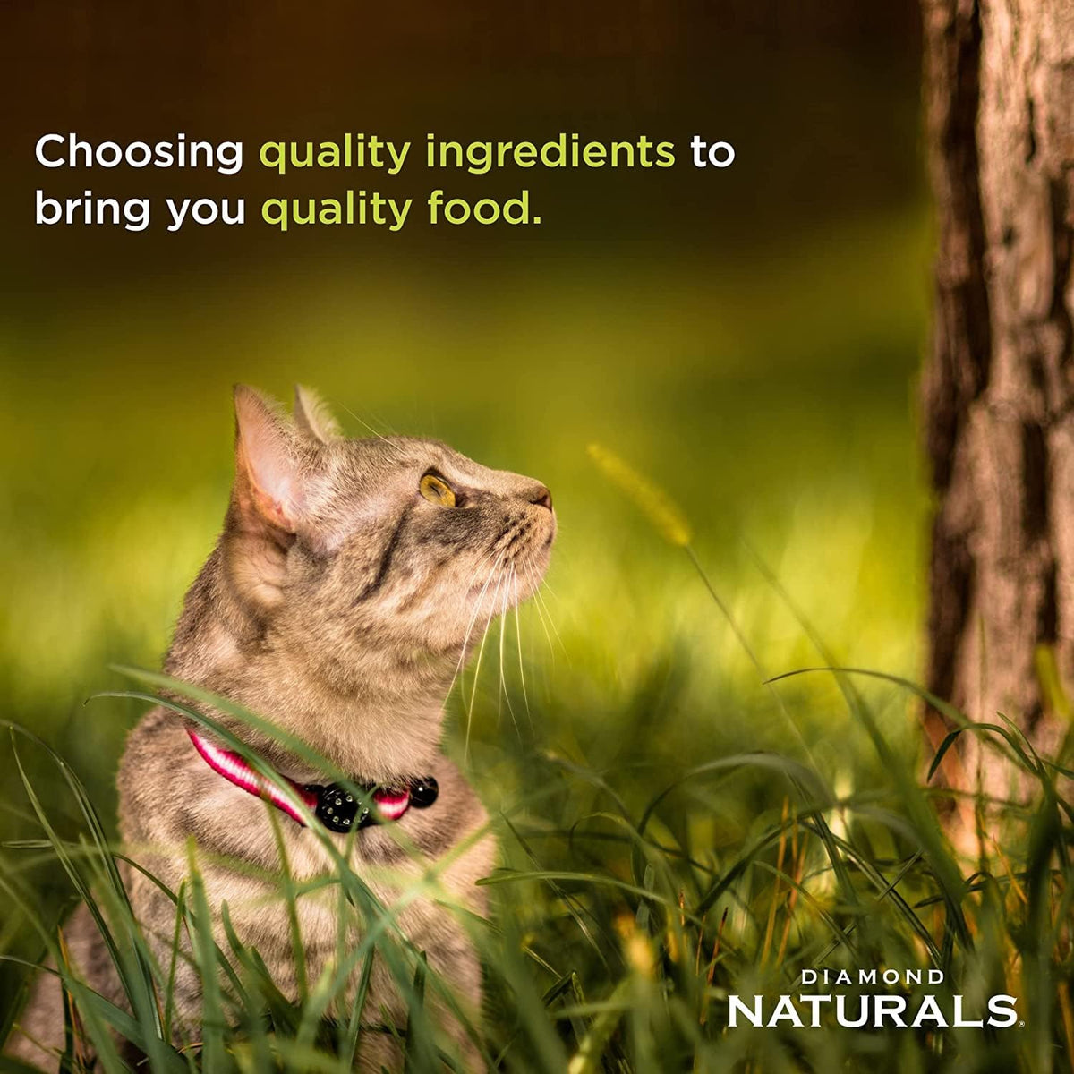 Diamond Naturals Indoor Cat formula with added fiber for hairball control