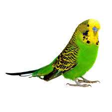 Budgie
