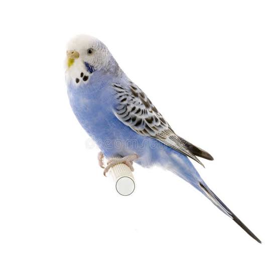 Live Australian Budgie Bird (Budgerigar)