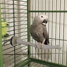 Bird Perch 9 inch