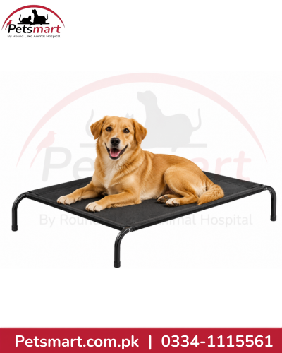 Large black elevated dog bed with rectangular platform and large dog resting on it