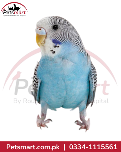 Live Australian Budgie Budgerigar companion bird