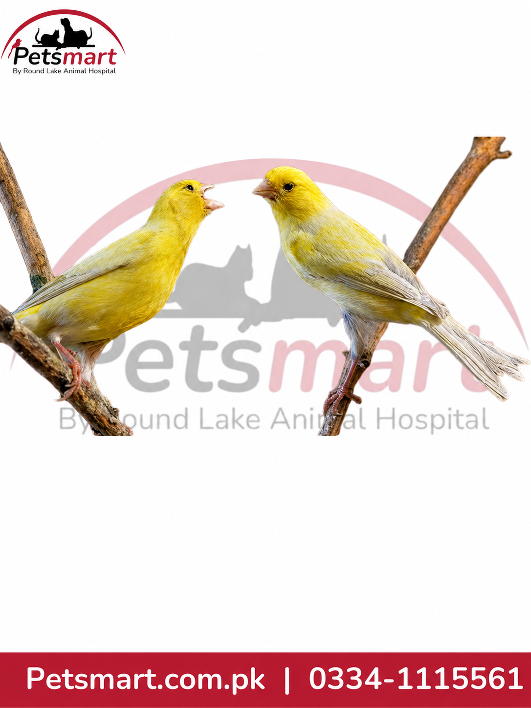 Two bright yellow canaries perched on thin brown branches against a white background, with a large Petsmart watermark and Petsmart branding visible across the image.