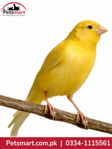 A bright yellow canary bird perched on a brown branch against a white background, with the Petsmart logo in the top-left corner and a red contact banner at the bottom.