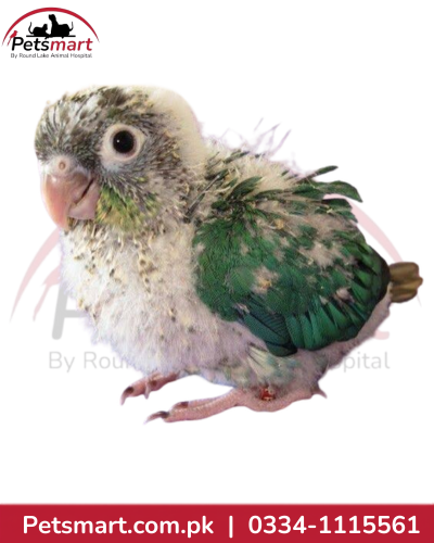 Live Green-Cheeked Conure chick