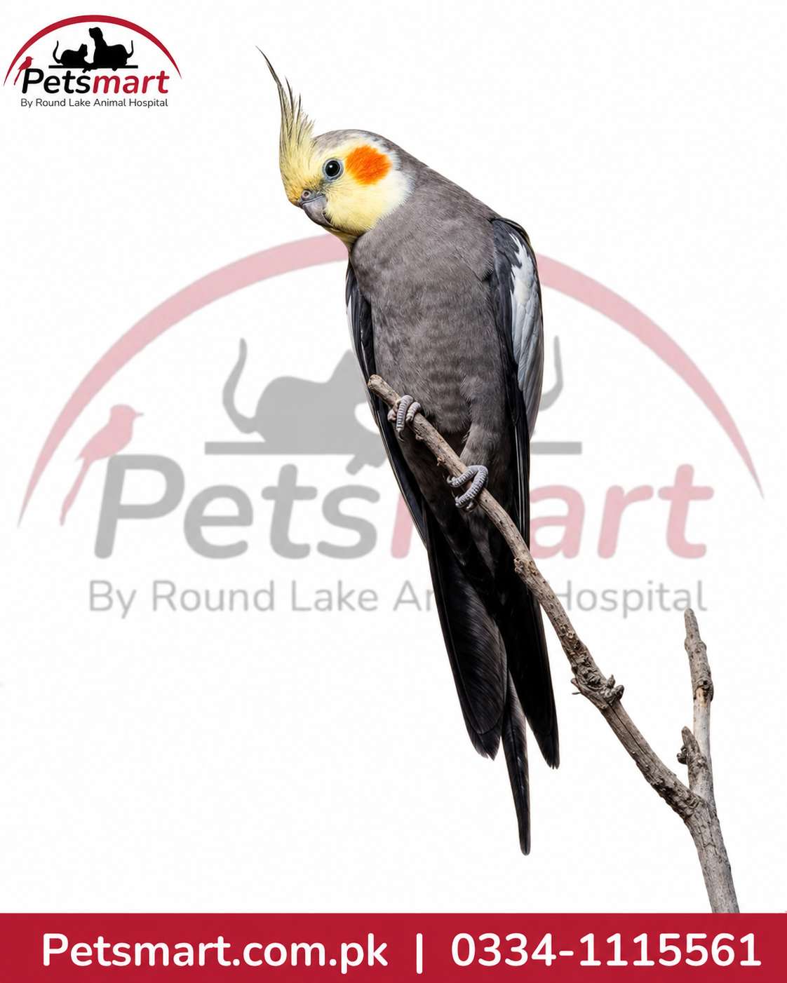 A cockatiel bird perched on a branch, shown against a white background with a large Petsmart watermark and a red Petsmart contact banner at the bottom.