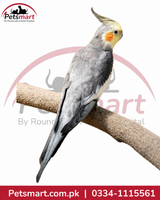 A gray cockatiel with a yellow face and orange cheek patch perched on a textured branch against a white background with a Petsmart watermark and contact details.