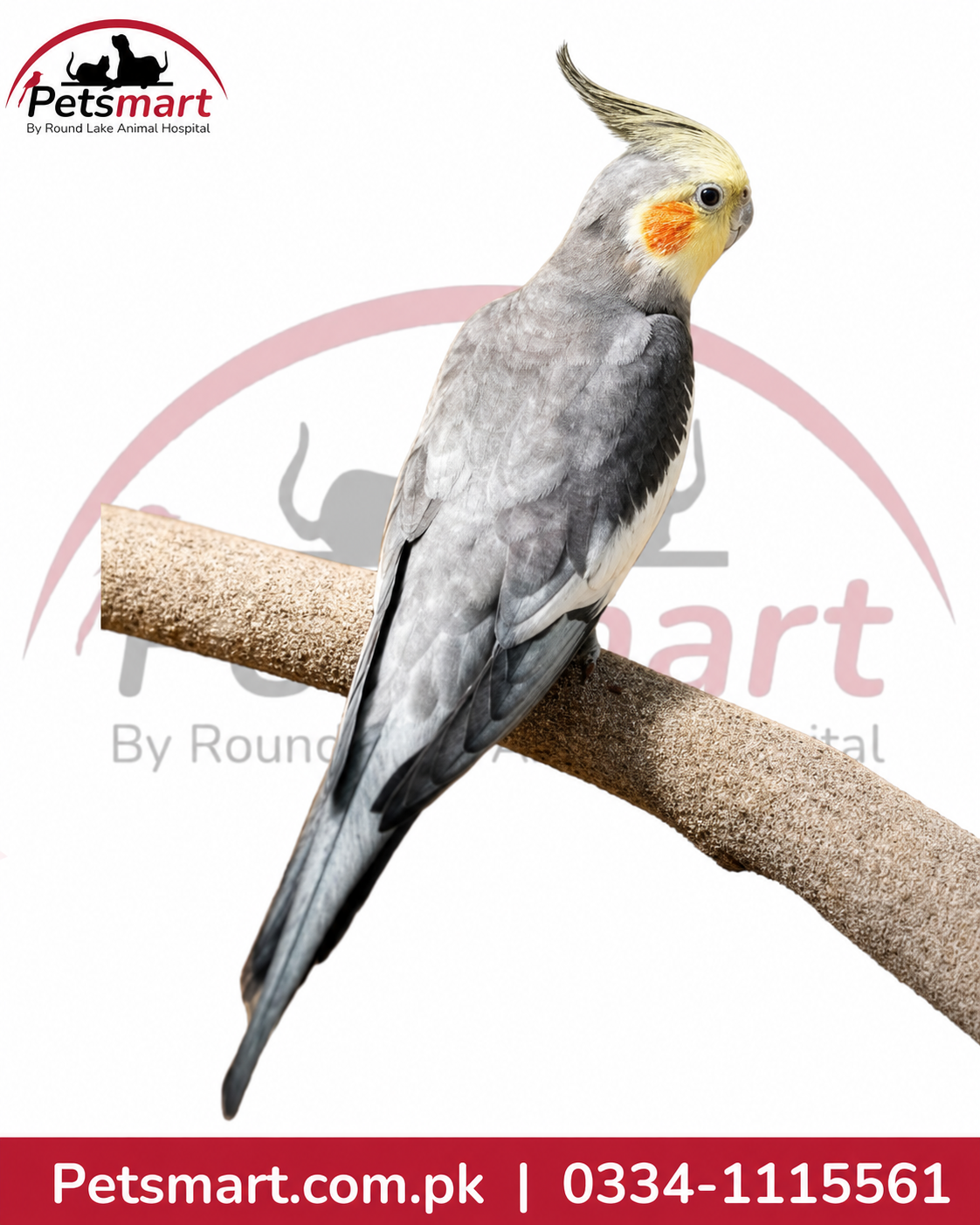 A gray cockatiel with a yellow face and orange cheek patch perched on a textured branch against a white background with a Petsmart watermark and contact details.