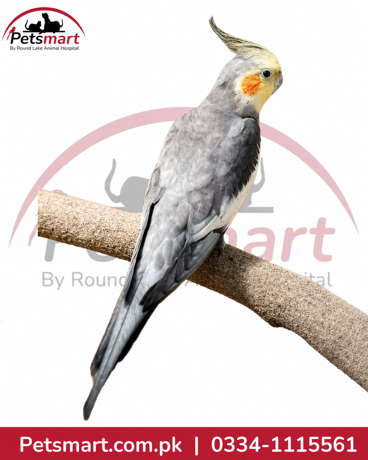 A gray cockatiel with a yellow face and orange cheek patch perched on a textured branch against a white background with a Petsmart watermark and contact details.