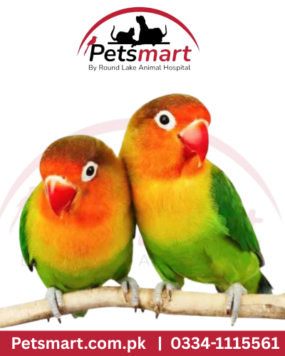 Pair of live Lovebird companion birds
