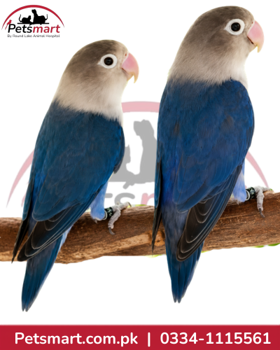 Pair of live Lovebird companion birds